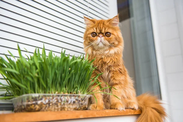 Cat is eating fresh green grass. Cat grass, pet grass. Natural hairball treatment. Persian Exotic red cat.