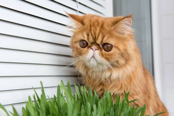 Cat Eating Fresh Green Grass Cat Grass Pet Grass Natural — Foto de Stock