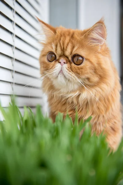 Cat Eating Fresh Green Grass Cat Grass Pet Grass Natural — Stok fotoğraf