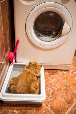 Red cat sitting peeing cat on cat litter box. Toilet with Clumping. Persian Exotic red cat.