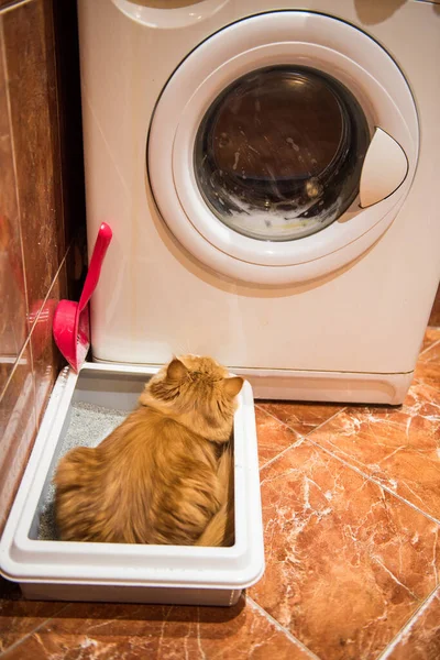 Red Cat Sitting Peeing Cat Cat Litter Box Toilet Clumping — Stockfoto