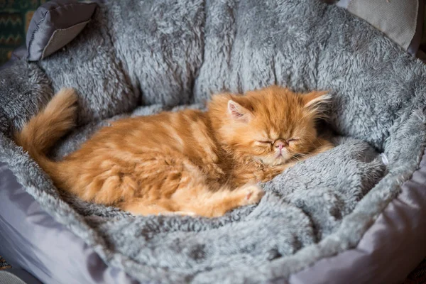 Persian Red Kitten Sleeping Cat Bed Home — Stock fotografie