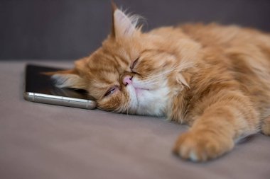 Sleeping red cat lying over a smartphone on a gray plaid.