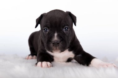 Siyah beyaz Amerikan Staffordshire Terrier köpeği ya da beyaz arka planda AmStaff köpeği.