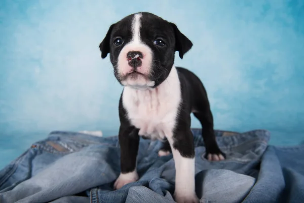 Negro Blanco American Staffordshire Terrier Perro Cachorro Amstaff Sobre Fondo — Foto de Stock