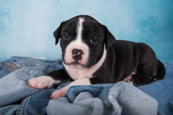 Siyah beyaz Amerikan Staffordshire Terrier köpeği veya mavi arka planda AmStaff köpeği.
