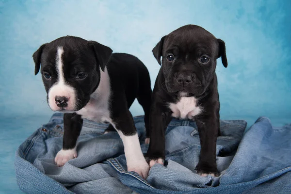 Two Black White American Staffordshire Terrier Dogs Amstaff Puppies Blue — Stock Photo, Image