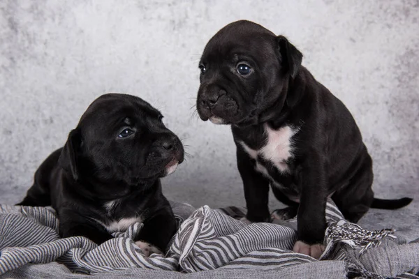 Two Black White American Staffordshire Terrier Dogs Amstaff Puppies Gray — Stock Photo, Image