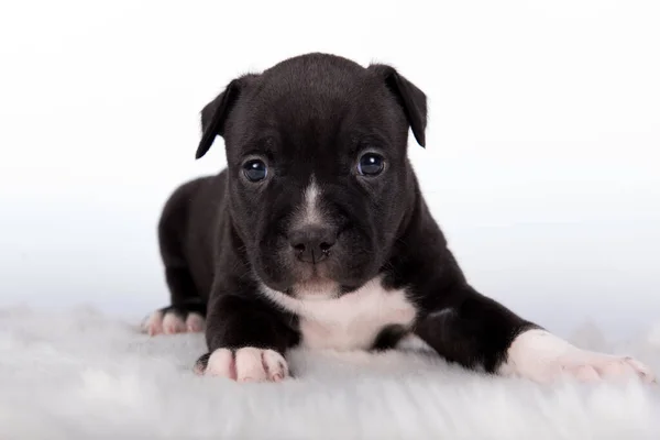 Black White American Staffordshire Terrier Dog Amstaff Puppy White Background — Stock Photo, Image