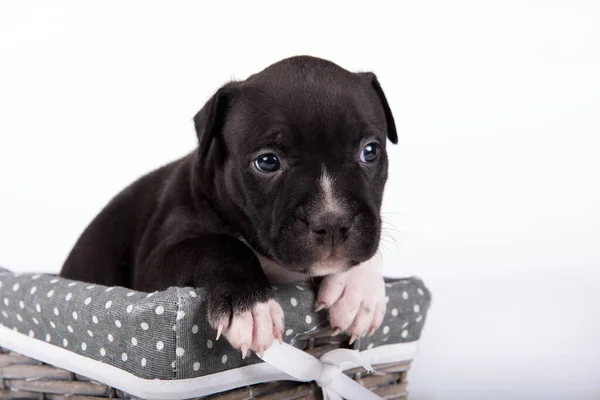 Czarno Biały Amerykański Szczeniak Staffordshire Terrier Lub Amstaff Białym Tle — Zdjęcie stockowe