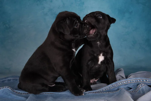 Black Male American Staffordshire Bull Terrier Dogs Amstaff Puppies Blue — Stockfoto