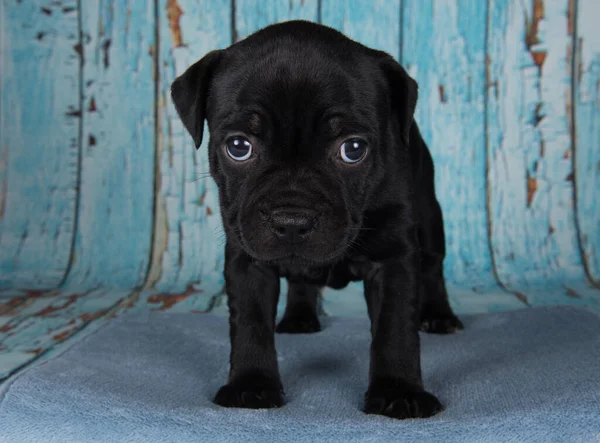 Black Male American Staffordshire Bull Terrier Dog Amstaff Puppy Blue — Foto Stock