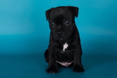 Black male American Staffordshire Bull Terrier dog or AmStaff puppy on blue background.