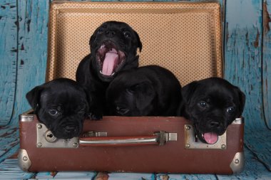 Black American Staffordshire Terrier dogs or AmStaff puppies in a retro suitcase on blue background.