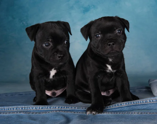 Black Male American Staffordshire Bull Terrier Dogs Amstaff Puppies Blue — Stock Photo, Image
