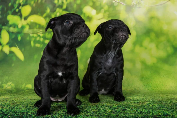Black Female American Staffordshire Bull Terrier Dogs Puppies Five Weeks — Stock Photo, Image