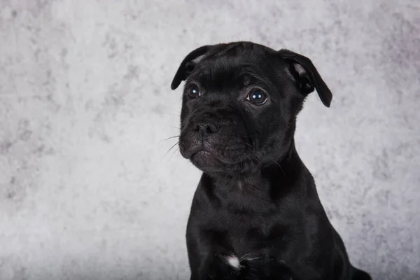 Black Female American Staffordshire Bull Terrier Dog Puppy Five Weeks — Zdjęcie stockowe