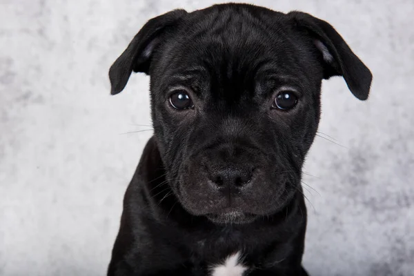 Black Female American Staffordshire Bull Terrier Dog Puppy Five Weeks — Fotografia de Stock