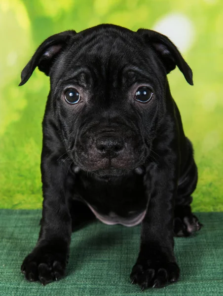 Black Female American Staffordshire Bull Terrier Dog Amstaff Puppy Five — Zdjęcie stockowe