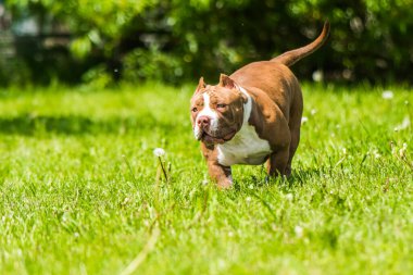 Çikolata rengi, dişi Amerikan zorba köpek yavrusu hareket ediyor. Orta boylu, kaslı bir köpek.
