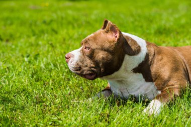 Çikolata rengi Amerikan Bully köpeği yeşil çimlerin üzerinde. Kaslı vücutlu orta boy bir köpek.