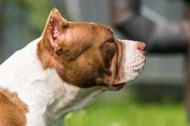 Çikolata rengi Amerikan Bully köpeği yeşil çimlerin üzerinde. Orta büyüklükte bir köpek.