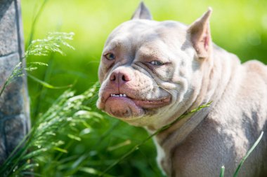 Dışarıdaki Amerikan Bully Dog manzaralı cep eflatunu rengini kapat. Köpek ot yiyor..
