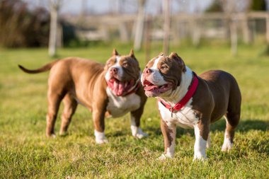 Two Red color American Bully dogs are walking and playing. Medium sized dogs with muscular body