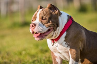 Çikolata rengi Amerikan zorba köpek yavrusu yeşil çimlerin üzerinde. Orta boylu, kaslı bir köpek.