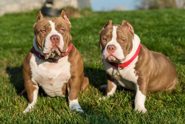 Doğada iki çikolatalı, kahverengi Amerikan kabadayı köpeği var. Kaslı gövdeli orta boy köpekler.