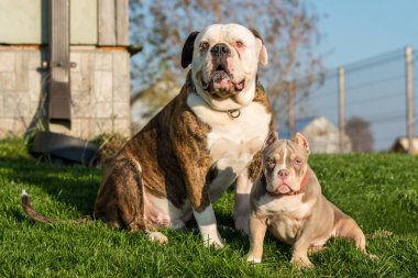 Amerikan Bulldog köpeği ve Amerikan Kabadayı köpeği bahçede bekliyor.