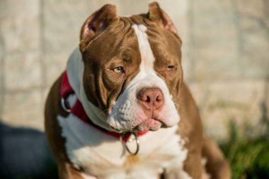 Red color American Bully puppy dog is on green grass. Medium sized dog with muscular body