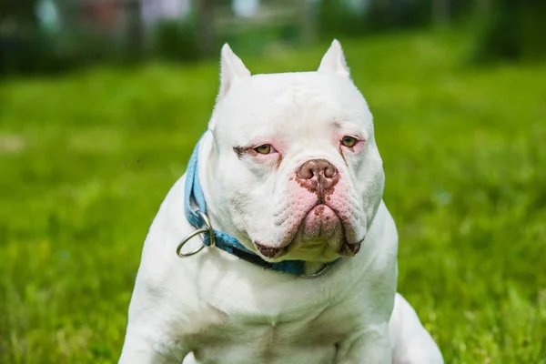 White American Bully Dog Male Closeup Portrait Green Grass Medium — Stock fotografie