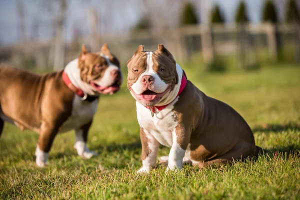 Two Red Color American Bully Dogs Walking Playing Medium Sized — Stock Photo, Image