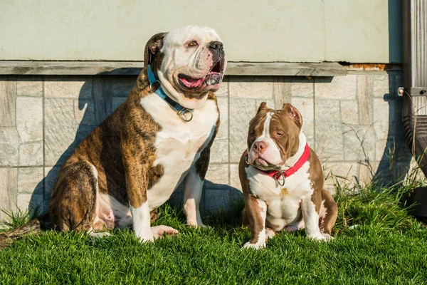 Brindle coat American Bulldog dog and American Bully puppy outside in the yard