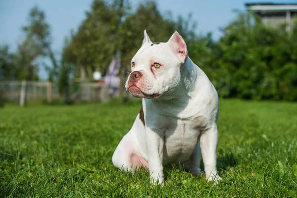 White American Bully puppy female dog sitting on green grass. Medium sized dog with a bulky muscular body