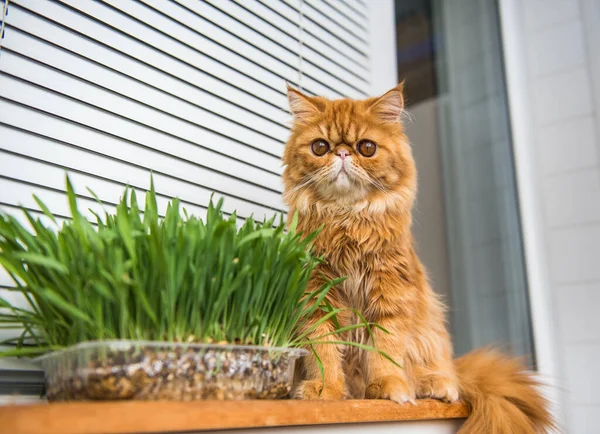 Cat is eating fresh green grass. Cat grass, pet grass. Natural hairball treatment. Persian Exotic red cat.