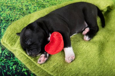 Siyah beyaz Amerikan Staffordshire Terrier köpeği veya yeşil arka planda kırmızı kalpli AmStaff köpeği.