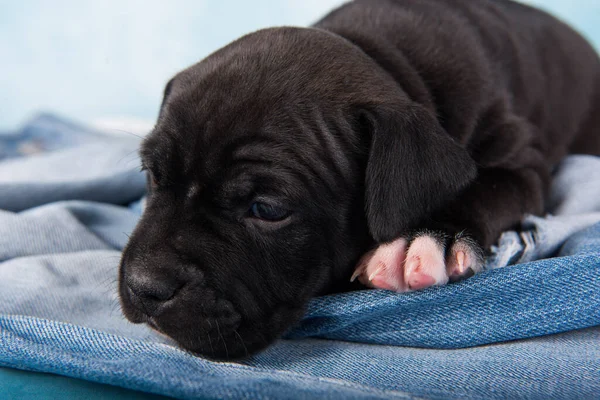 Black American Staffordshire Terrier Dog Amstaff Puppy Blue Background — Foto de Stock