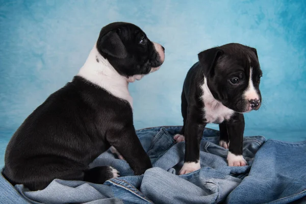 Two Black White American Staffordshire Terrier Dogs Amstaff Puppies Blue — Stock Photo, Image