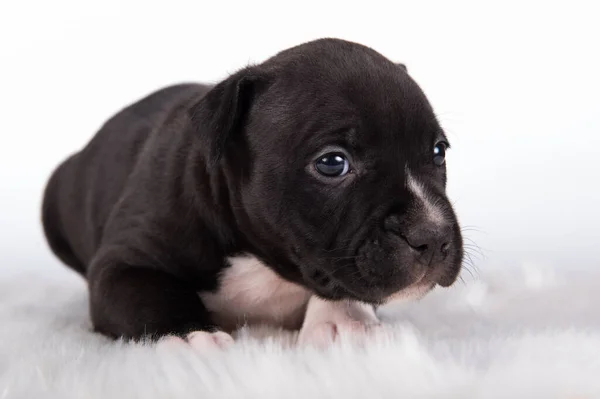 Czarno Biały Amerykański Szczeniak Staffordshire Terrier Lub Amstaff Białym Tle — Zdjęcie stockowe