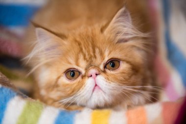 Young red striped kitten sleeping in a laundry basket Household pet. Persian Exotic red cat.
