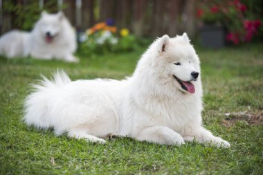 Beyaz Samoyed köpek yavrusu yeşil çimlerin üzerinde oturur. Doğada bir köpek, parkta bir yürüyüş.