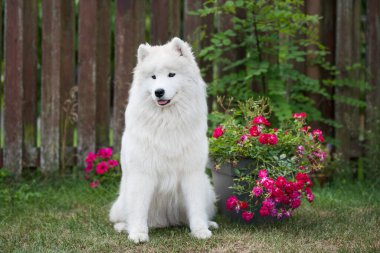 Beyaz Samoylu köpek yavrusu elinde çiçeklerle yeşil çimlerin üzerinde oturur. Doğada bir köpek, parkta bir yürüyüş.