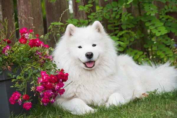 White Samoyed Puppy Sits Green Grass Flowers Dog Nature Walk —  Fotos de Stock