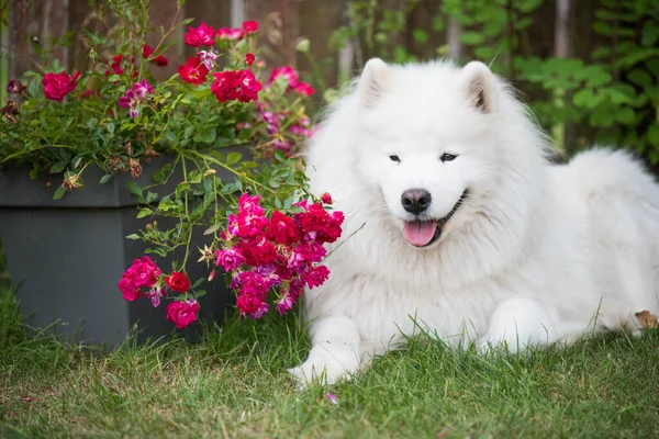 White Samoyed Puppy Sits Green Grass Flowers Dog Nature Walk — Stockfoto