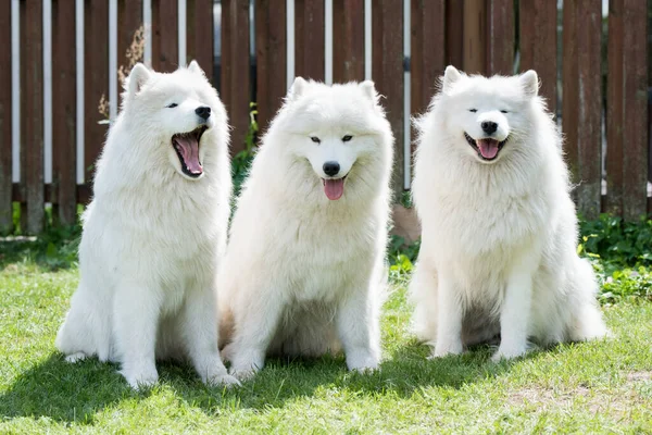 Samoyed Puppies Dogs Sitting Playing Green Meadow — Fotografia de Stock