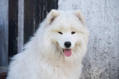 Beyaz Samoyed köpeği avluda oturuyor. Doğadaki köpek, bir yürüyüş.