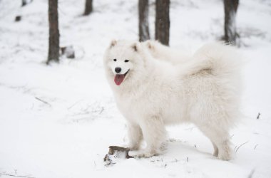 Güzel tüylü Samoyed beyaz köpek kış ormanında, Carnikova Baltık 'ta.