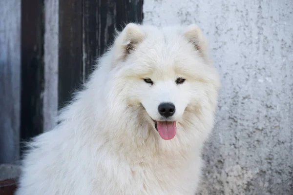 Cachorro Branco Samoyed Senta Pátio Cão Natureza Passeio — Fotografia de Stock